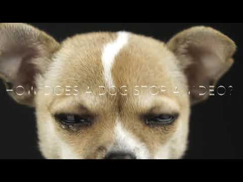 Super Cute Dog Riddle