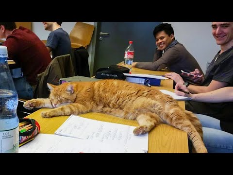 Video: This Cat Went to School for Over a Decade