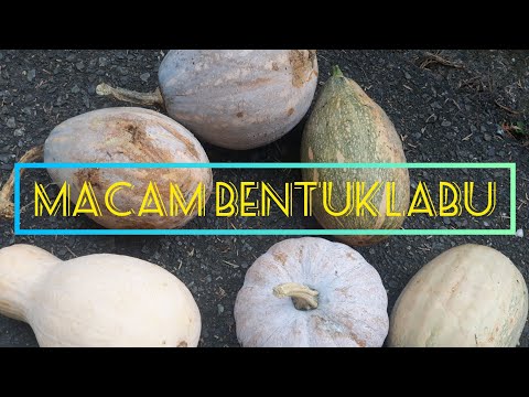 , title : 'macam macam buah labu bentuknya'