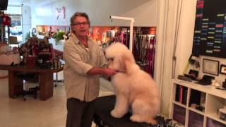 FurMaster Grooming 101(After)