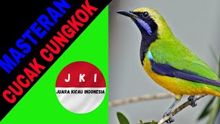 Download lagu MASTERAN BURUNG CUCAK CUNGKOK SUARA JERNIH DAN JEDA GEMERICIK AIR mp3 Download lagu MASTERAN BURUNG CUCAK CUNGKOK SUARA JERNIH DAN JEDA GEMERICIK AIR mp3