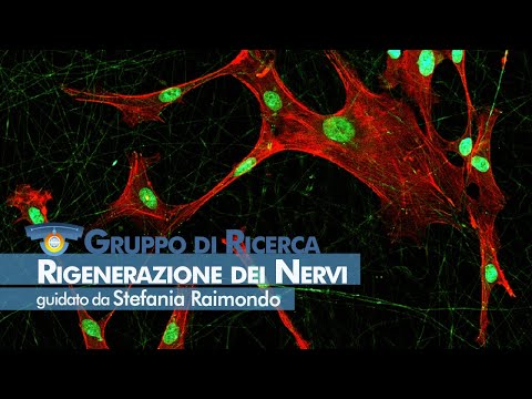 NICO - Rigenerazione dei nervi