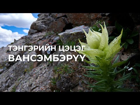 ТЭНГЭРИЙН ЦЭЦЭГ ВАНСЭМБЭРҮҮ - Ярилцлага