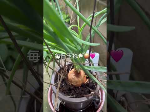 なぜ蘭にタマネギを入れるのですか？成長と開花を活性化するための4つの奇跡的なヒント  庭園