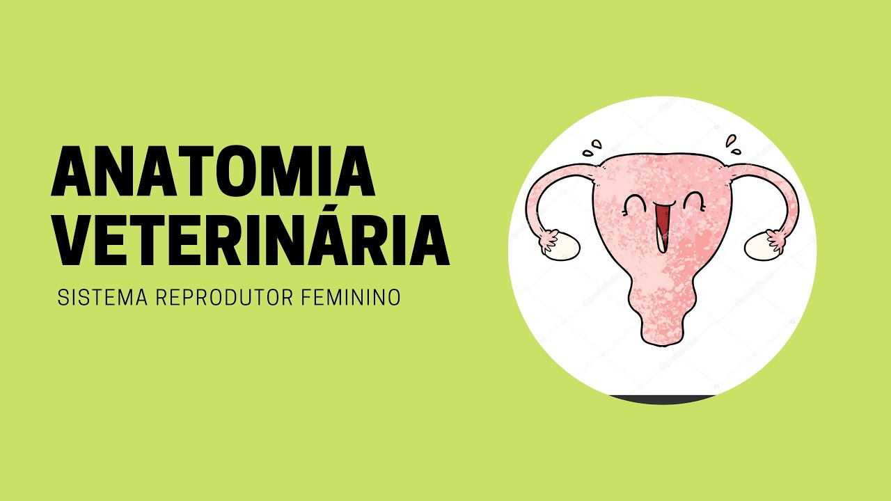 ANATOMIA VETERINÁRIA: SISTEMA REPRODUTOR FEMININO (Resumo Disponivel)