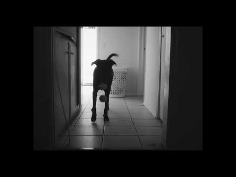 A Short Horror Film for Dogs