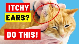 Why Is My Cat Scratching Their Ears So Much