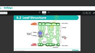 Circulatory systems. ( Transport in animals)