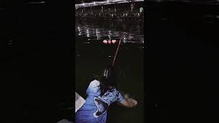 Download lagu mancing cantik 🎣🌹 #fishing #mancingmantap #mancinglele #mancing #mancingceria #mancingmania mp3