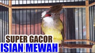 Download lagu MASTERAN CUCAK JENGGOT GACOR BESETAN KASAR mp3