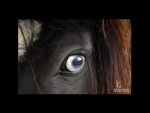 Joca Martins - Recuerdos da 28 (legendado)