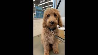 GoldenDoodle First Trim at the Groomer