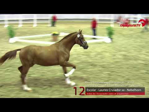 12  Junghengst v. Escolar - Lauries Crusador xx