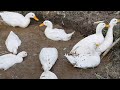 Ducks Swimming In New Muddy Pool Ducks Breeding Season Ducks Mating In Pond