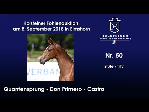 Holsteiner Fohlenauktion | Nr. 50 v. Quantensprung - Don Primero