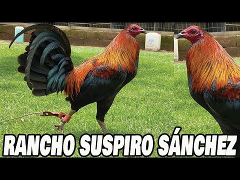 Beautiful Big Farm in Mexico Rancho Suspiro Sánchez - Beautiful Birds Brownred Regular Grey