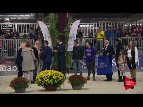 ORO N.170 WORTEX KALLISTE - Verona 2017 - Junior Colts Championship (Class 16)