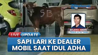 Sapi Kurban Kabur ke Showroom Mobil Honda Istana Banyuwangi, Berujung Disembelih di Halaman Dealer