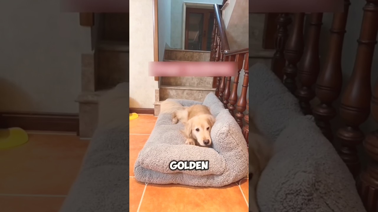 Owner Put Down Golden Retrievers 😲😇😂 #funny #ytshorts #shorts
