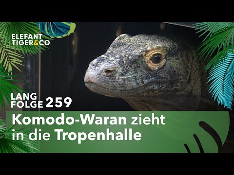 Bonjour, Monsieur! (Langfolge 259) | Elefant, Tiger & Co. | ARD