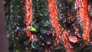 Songs: Ohia - Blue Factory Flame