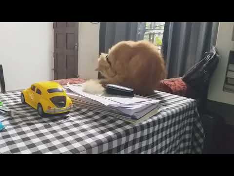 a new commer to help my job works