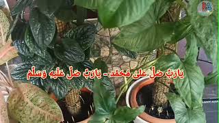 Download lagu SPESIAL MAULID NABI MUHAMMAD SAW 12 RABIUL AWAL 1443H mp3