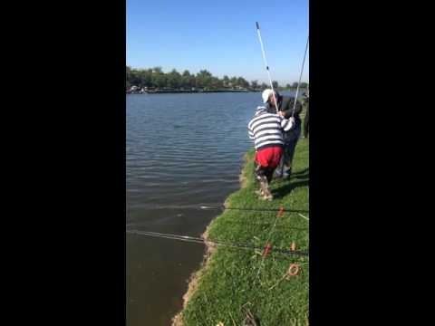 Video peste La belciugatele 2016