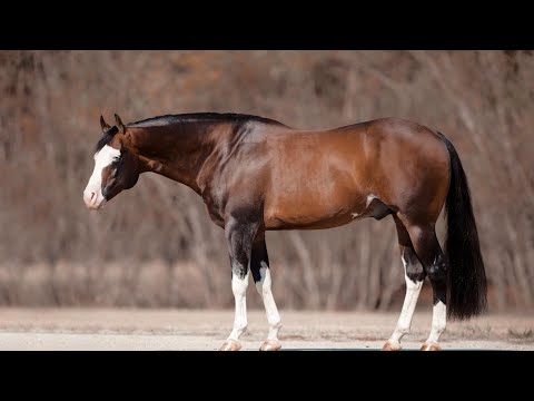 Horse Profile Series: Spooks Gotta Whiz