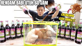 Download lagu EKSPERIMEN SATU EKOR BABI RENDAM ANGGUR MERAH, HASILNYA BIKIN NGERRI. mp3