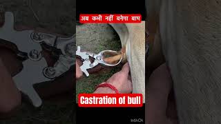 Download lagu Castration of bull l dr Umar khan mp3 Download lagu Castration of bull l dr Umar khan mp3