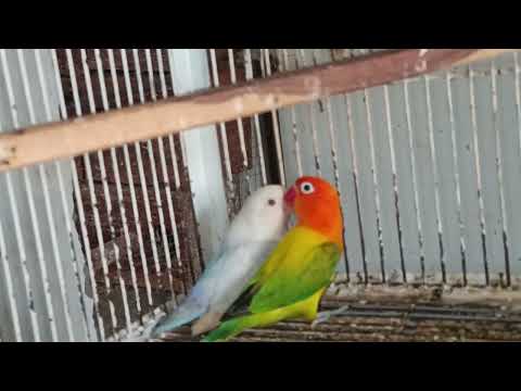 green euwing opline male B2 voilte palafellow female 03002990286