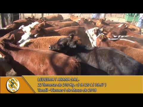 09-03-18 Venta de Hembras - Ledesma y Arana S.R.L. - Tandil