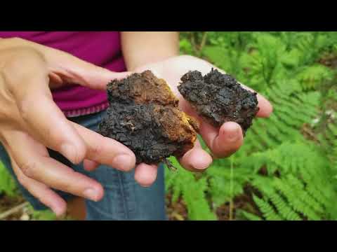 Birch Tree medicine - Chaga, Polypores and bark