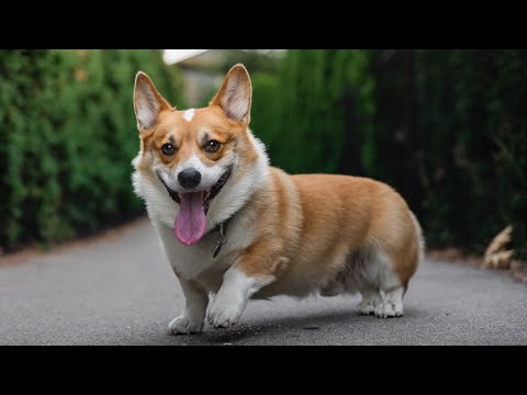 Happy Guy Happy Dog Song