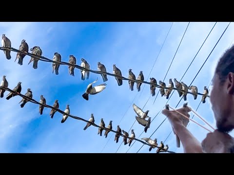 So many pigeons | action packed must watch Catch N Cook slingshot bird hunting