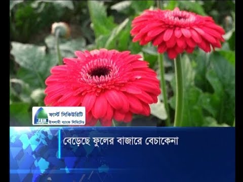 বিভিন্ন উৎসব-অনুষ্ঠান উপলক্ষে বেড়েছে ফুলের চাষ, বেচা-কেনার ধুম | ETV News
