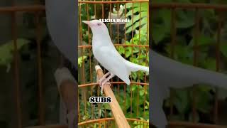 Download lagu KACER ALBINO #kacer #kacermania #kacerpoci #shorts mp3 Download lagu KACER ALBINO #kacer #kacermania #kacerpoci #shorts mp3