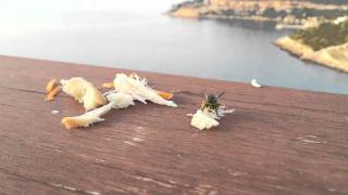 preview picture of video 'Wasp eating some turkey in Bodrum Turkey'