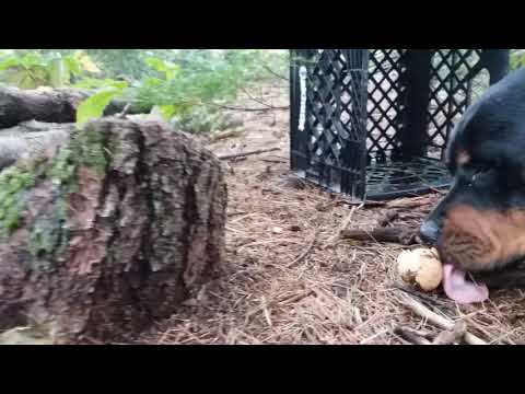 Rastas Rotties 005,  Rottweiler dogs eating.