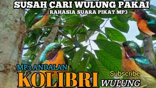 Download lagu rahasia!!suara pikat burung kolibri wulung paling ampuh!! silahkan di coba mp3 Download lagu rahasia!!suara pikat burung kolibri wulung paling ampuh!! silahkan di coba mp3