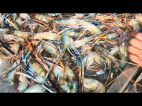 Amazing Prawn Fish In Biggest Wholesale Fish Market In Bangladesh।।