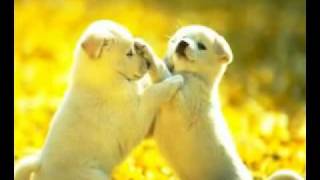 the  gift - jim  brickman - martina mcbride.