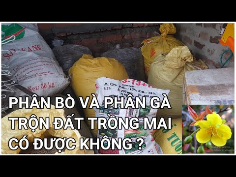 🔴 QBS22112 - PHÂN GÀ VÀ PHÂN BÒ TRỘN VÀO ĐẤT TRỒNG CÂY MAI ĐƯỢC KHÔNG || PHÂN GÀ, PHÂN BÒ TRỒNG MAI