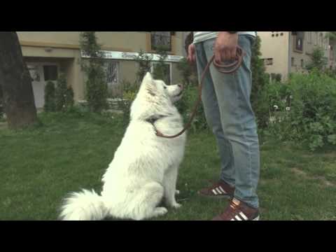 Fisi Faunes - Sezoni 3 / Episodi 4