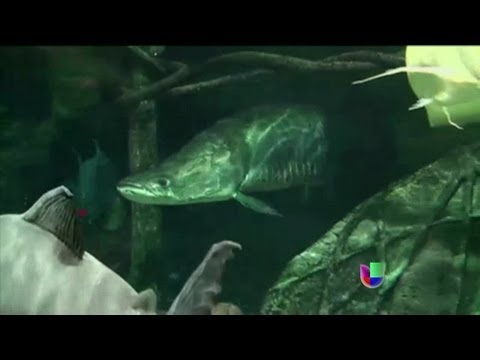 Special breeding grounds for the Pirarucú fish in the city of Leticia, Colombia