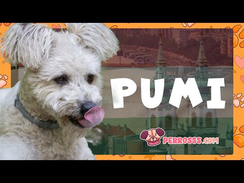 Guía oficial de Pumi