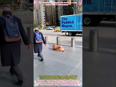 Cães: a amizade incondicional que transforma vidas.