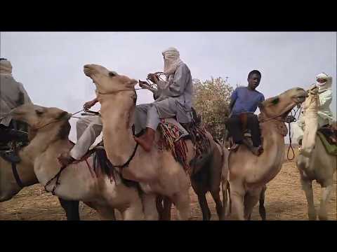 Achababan (les jeunes) - Video-clip course de chameaux