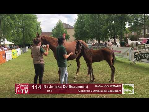 Sprinter Sacré Show 2018 : Lot 114 - N (Umiska De Beaumont)